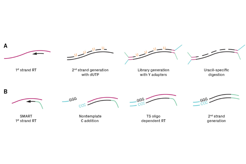 blog_13002-WE 1225 RNA-Seq eBook_F1.3