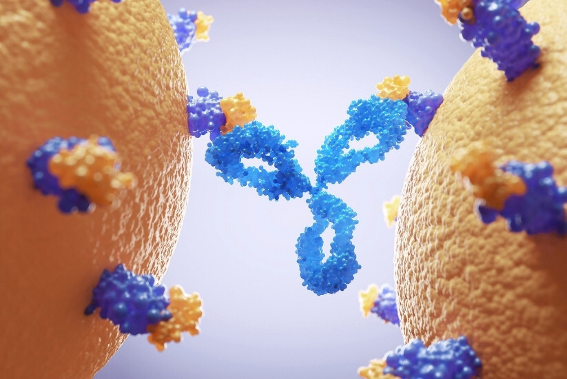 Bispecific Antibodies: Design Strategies, Challenges, and What It Takes to Get Them Right
